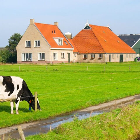 uitdeling van winst