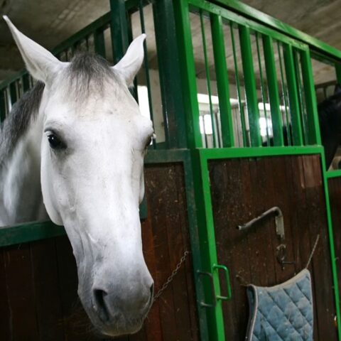 Paardenaccommodatie